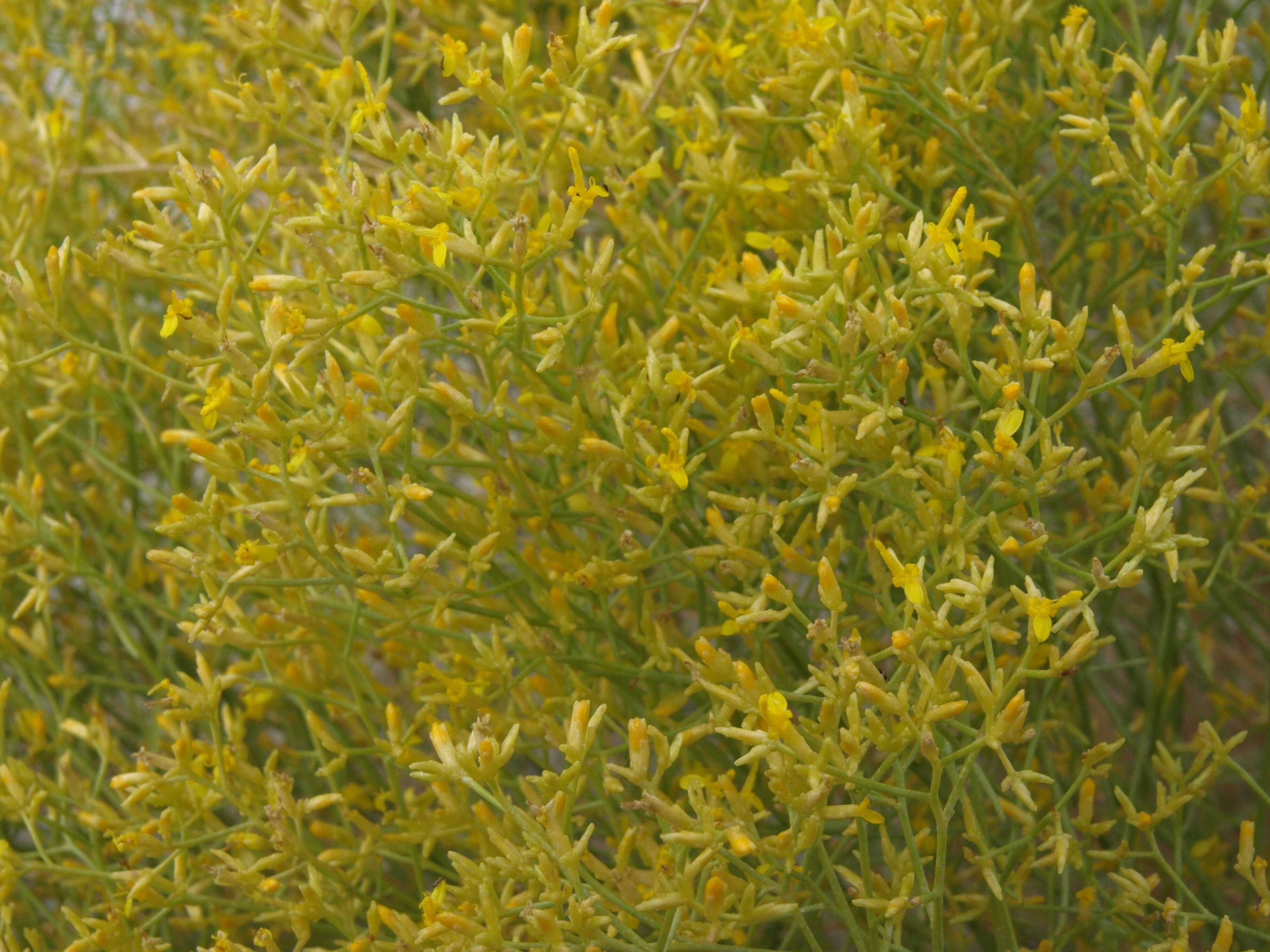 Image of snakeweed