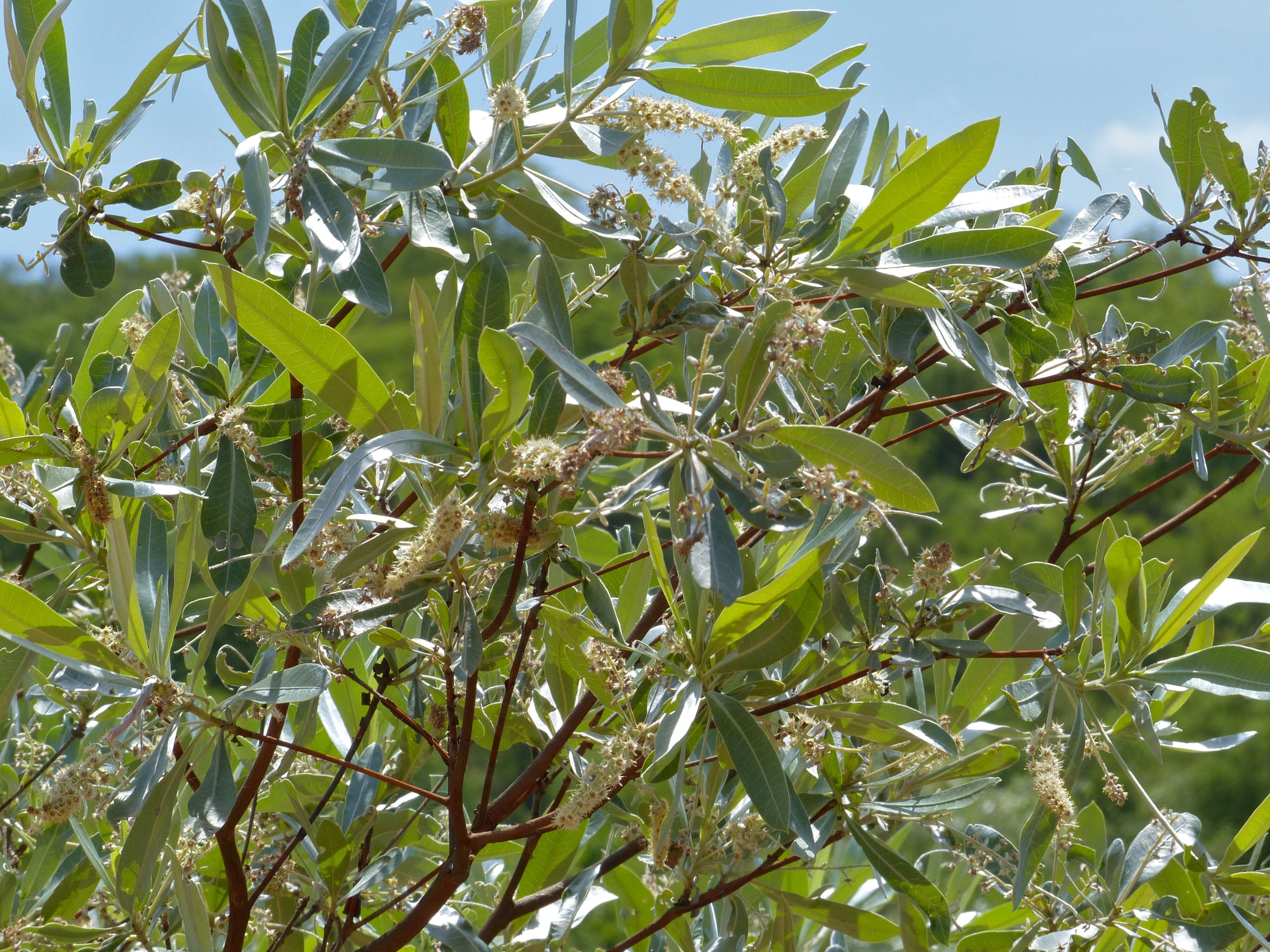 Image of tropical almond