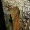 Image of Smooth Helmeted Iguana