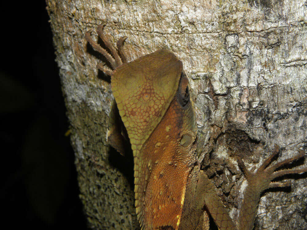 Image of helmet lizards