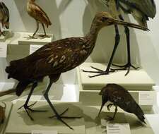 Image of limpkins