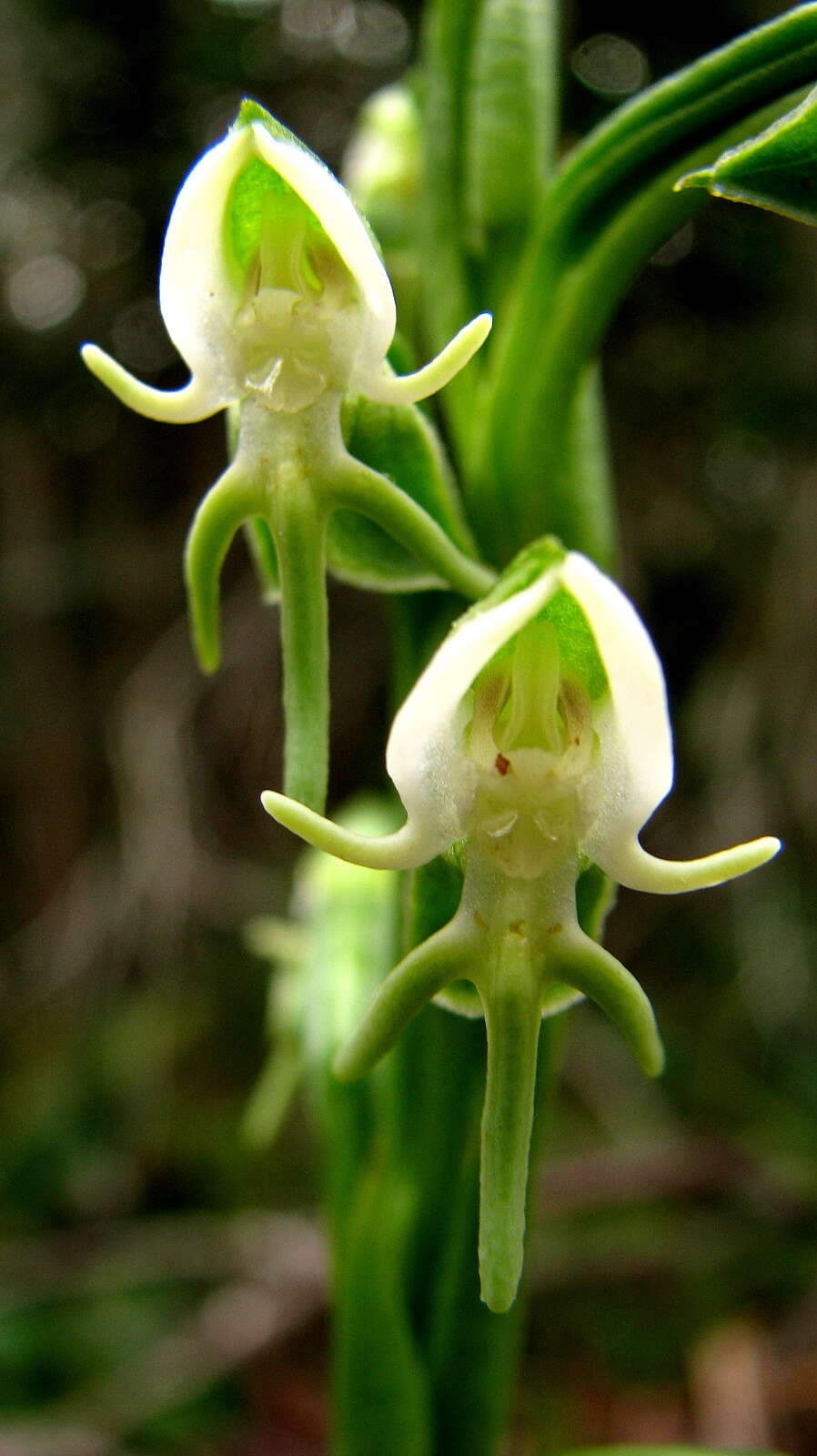 Image of Orchidaceae