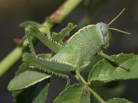 Image of egyptian grasshopper, tree locust