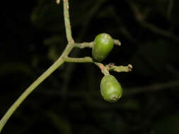 Image de Chomelia venulosa W. C. Burger & C. M. Taylor