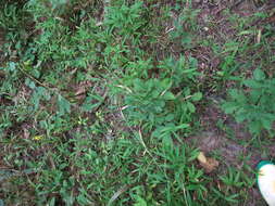 Image of tall hairy agrimony