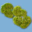 Botryococcus braunii resmi