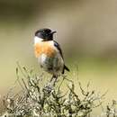 Image of European Stonechat