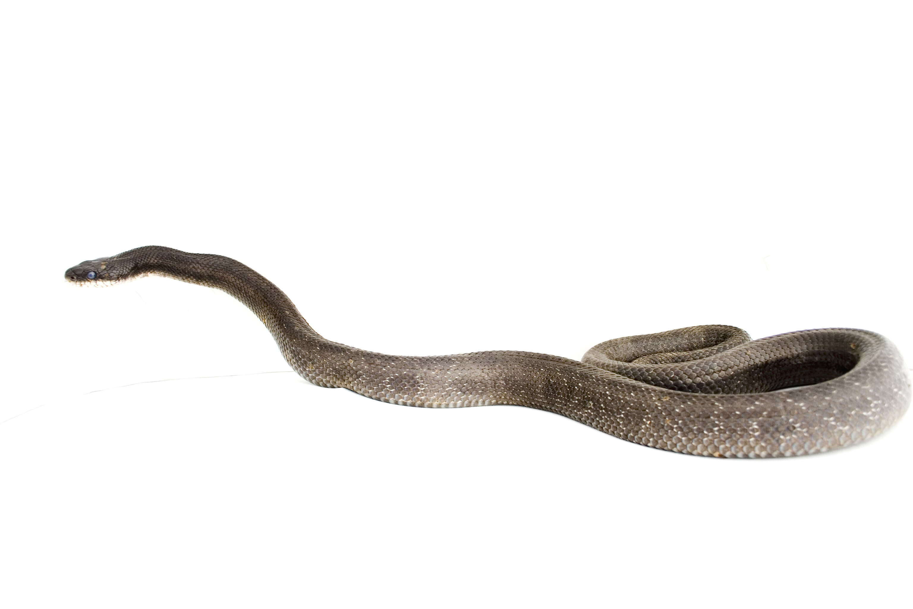 Image of Rat snakes