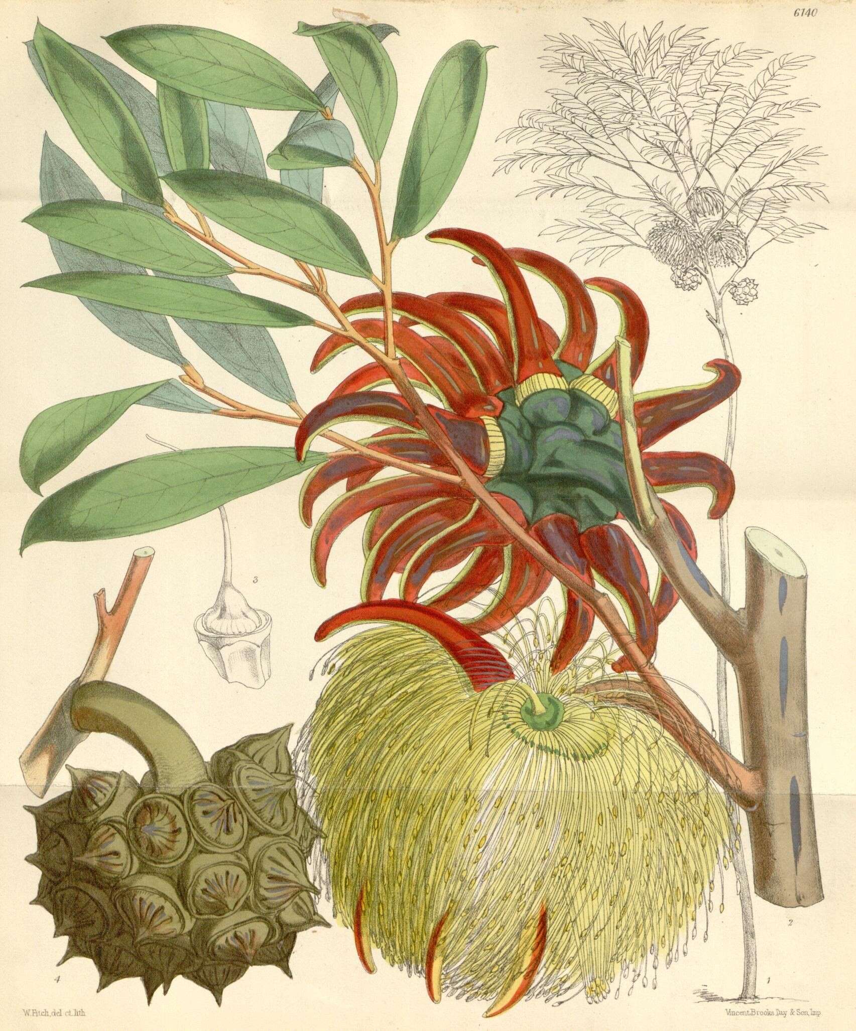 Imagem de Eucalyptus cornuta Labill.