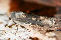 Image of Agrotis munda Walker 1856