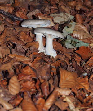 Image of Clitocybe nebularis (Batsch) P. Kumm. 1871