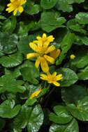 Image of Lesser celandine