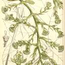 Image of fatsia