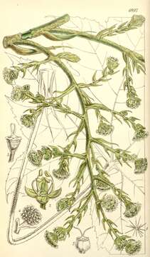 Image of tetrapanax