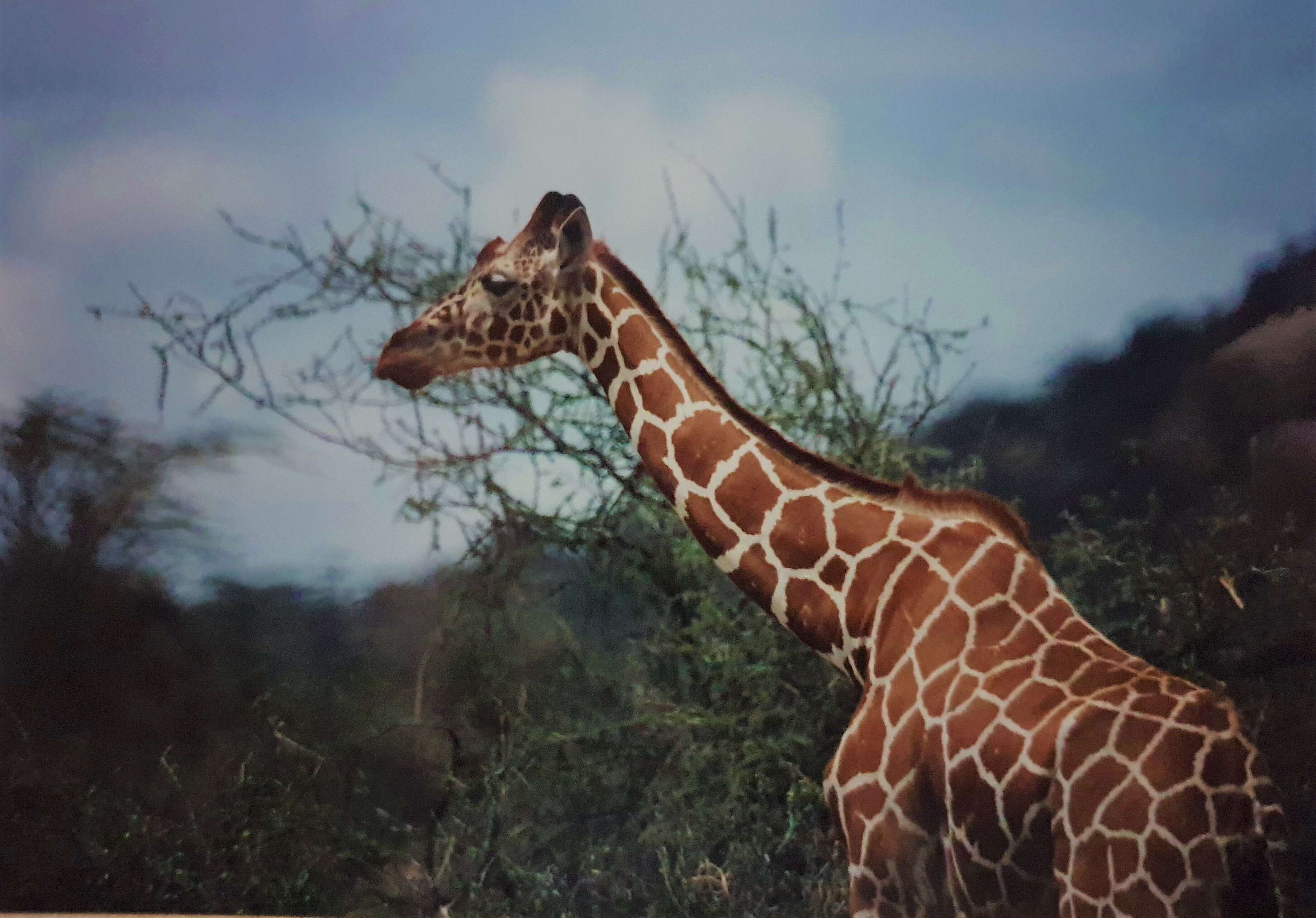 Image of reticulated giraffe