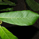 Image of Ficus costaricana (Liebm.) Miq.