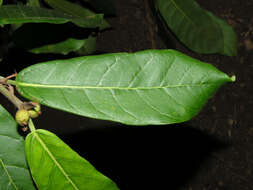Ficus costaricana (Liebm.) Miq.的圖片