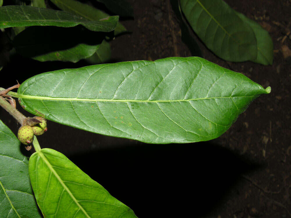 Image of Ficus costaricana (Liebm.) Miq.