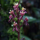 Image de Liparis atropurpurea Lindl.