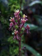 Image of Widelip orchid