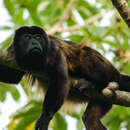 Image of Coiba Island Howling Monkey