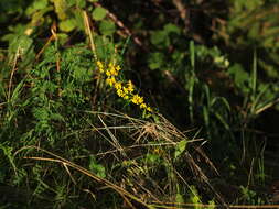 Image of goldenrod