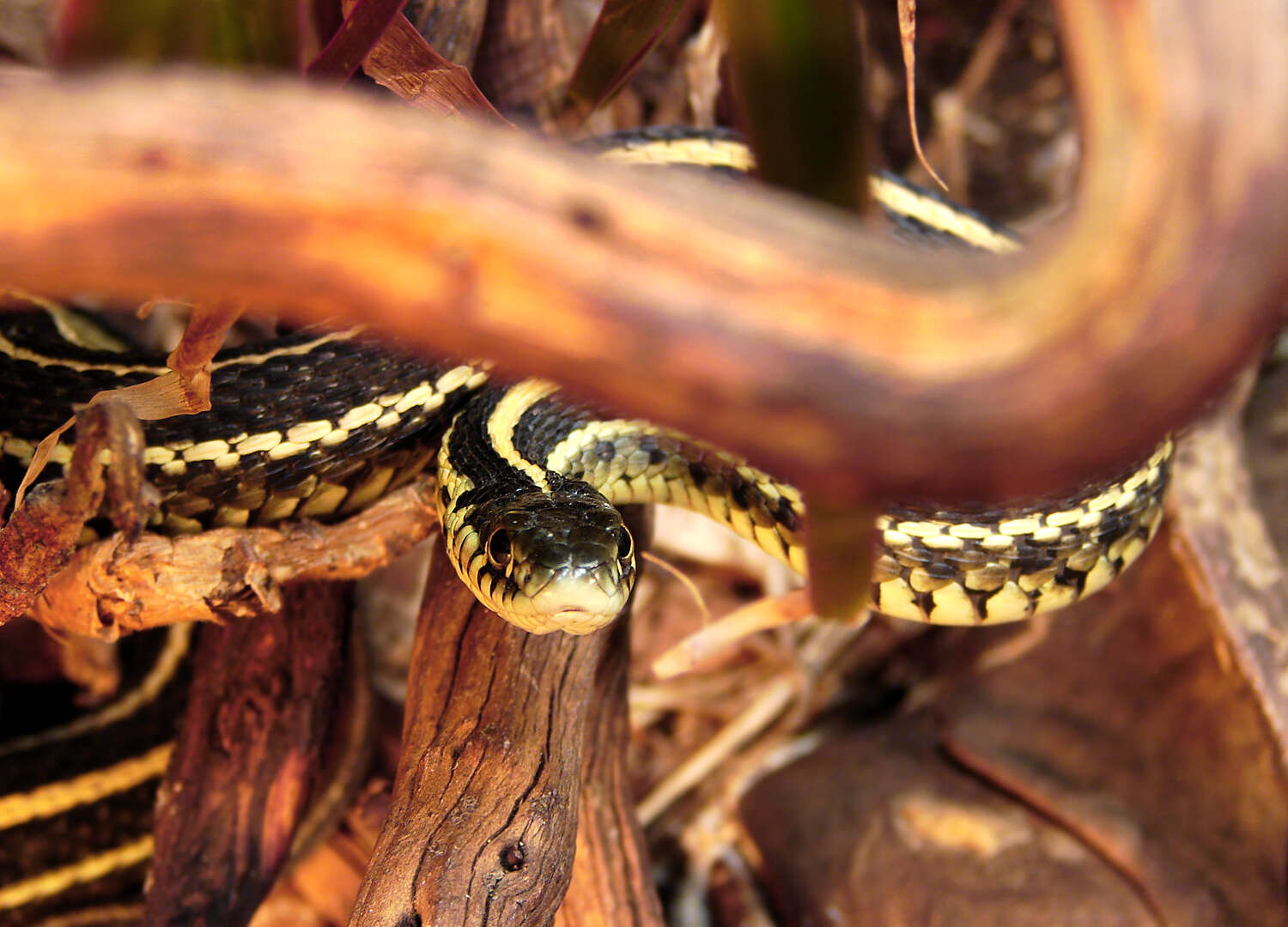 Image of Garter Snakes