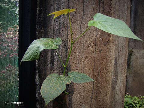 Image of Kola nut