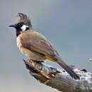 Image of Himalayan Bulbul