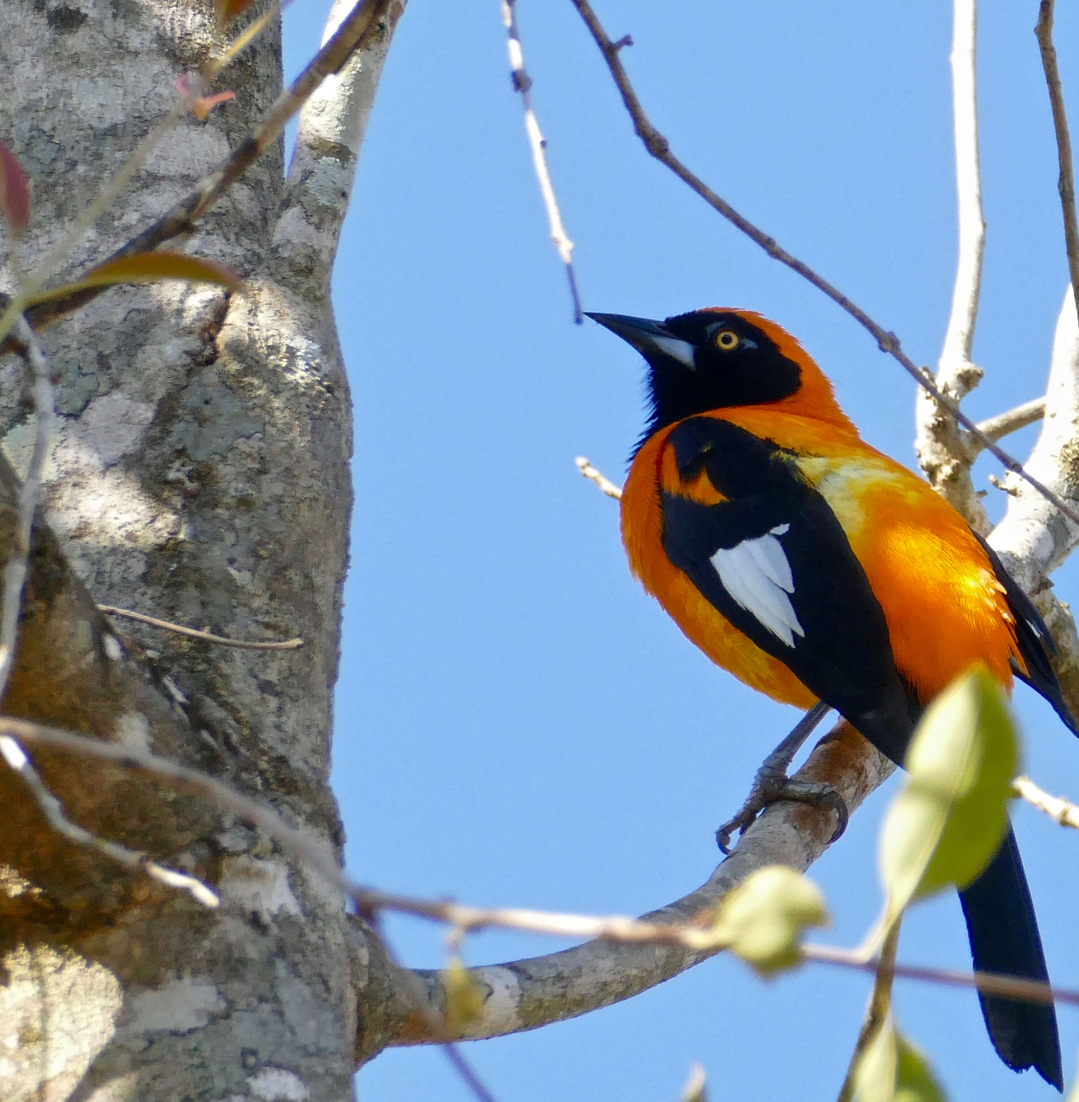 Image de Oriole à dos orange