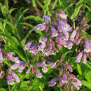 Image of eastern gray beardtongue