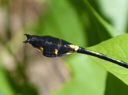 Image of Gomphurus dilatatus (Rambur 1842)