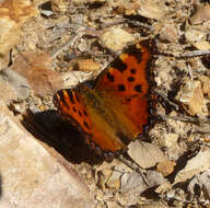 Nymphalis polychloros Linnaeus 1758 resmi