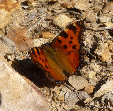 Imagem de Nymphalis polychloros Linnaeus 1758