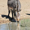 Слика од Equus zebra Linnaeus 1758