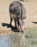 Imagem de zebra