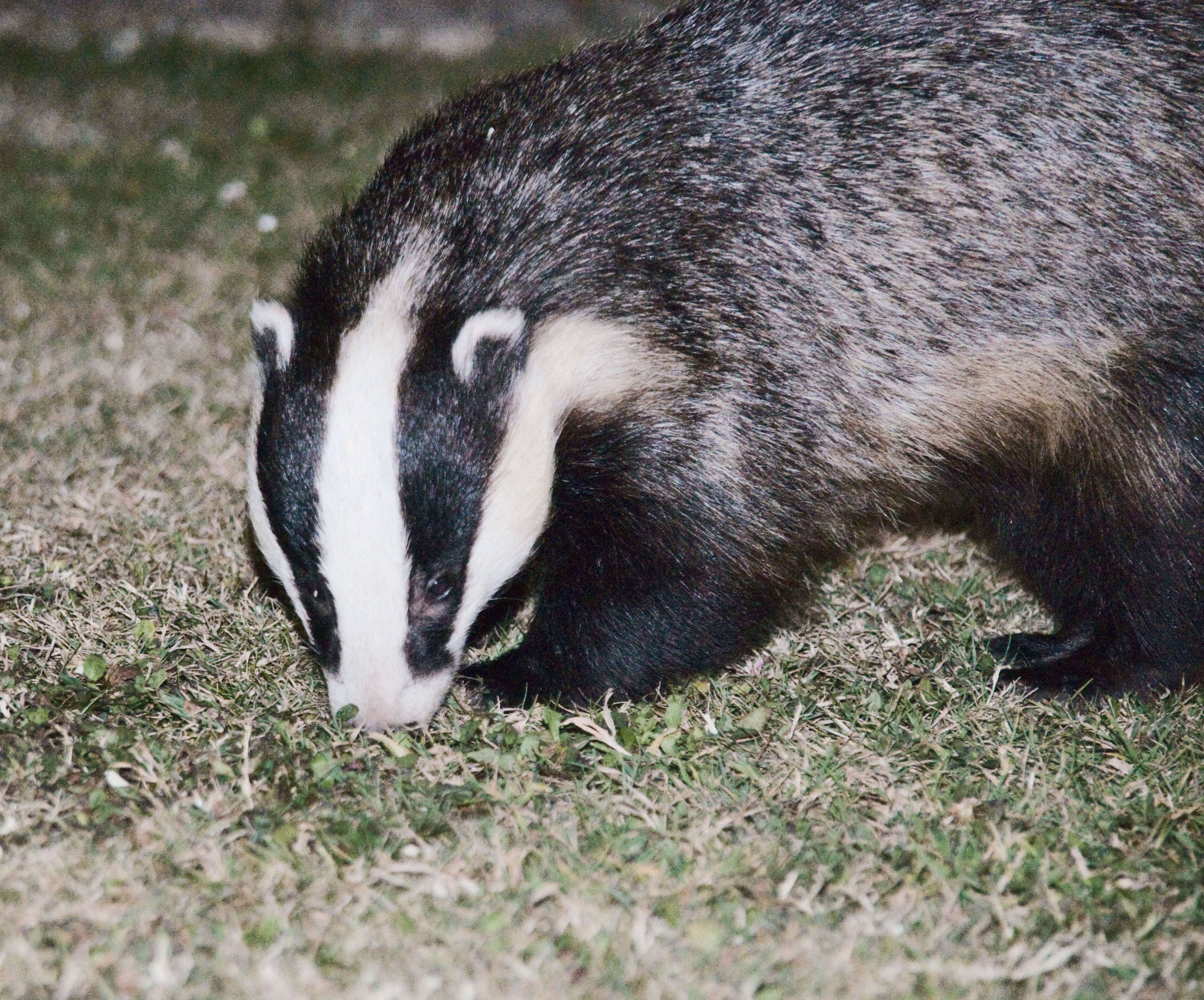 Image of badger