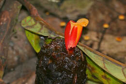 Imagem de Hellenia globosa (Blume) S. R. Dutta