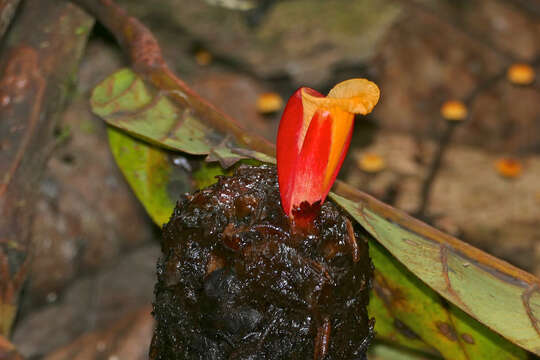 Image of Hellenia globosa (Blume) S. R. Dutta