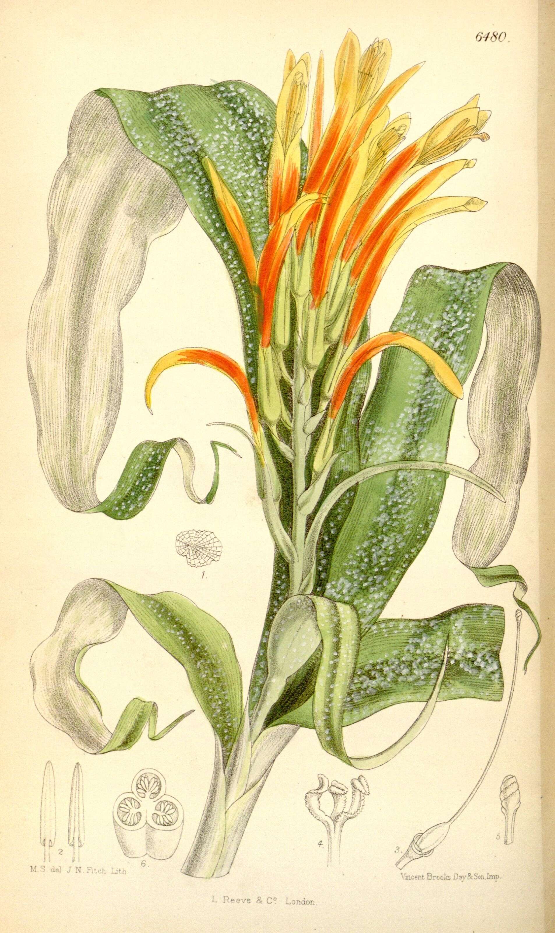 Image of Pitcairnia andreana Linden