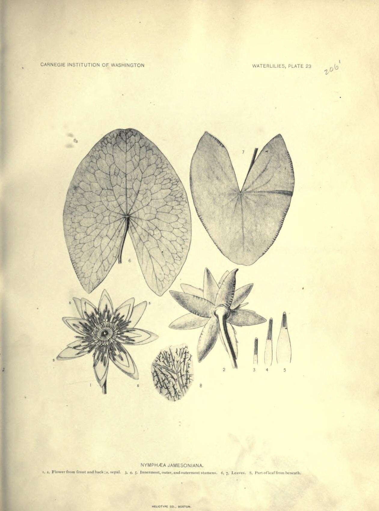 Image de Nymphaea jamesoniana Planch.