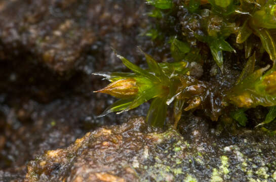 Image of orthotrichum moss