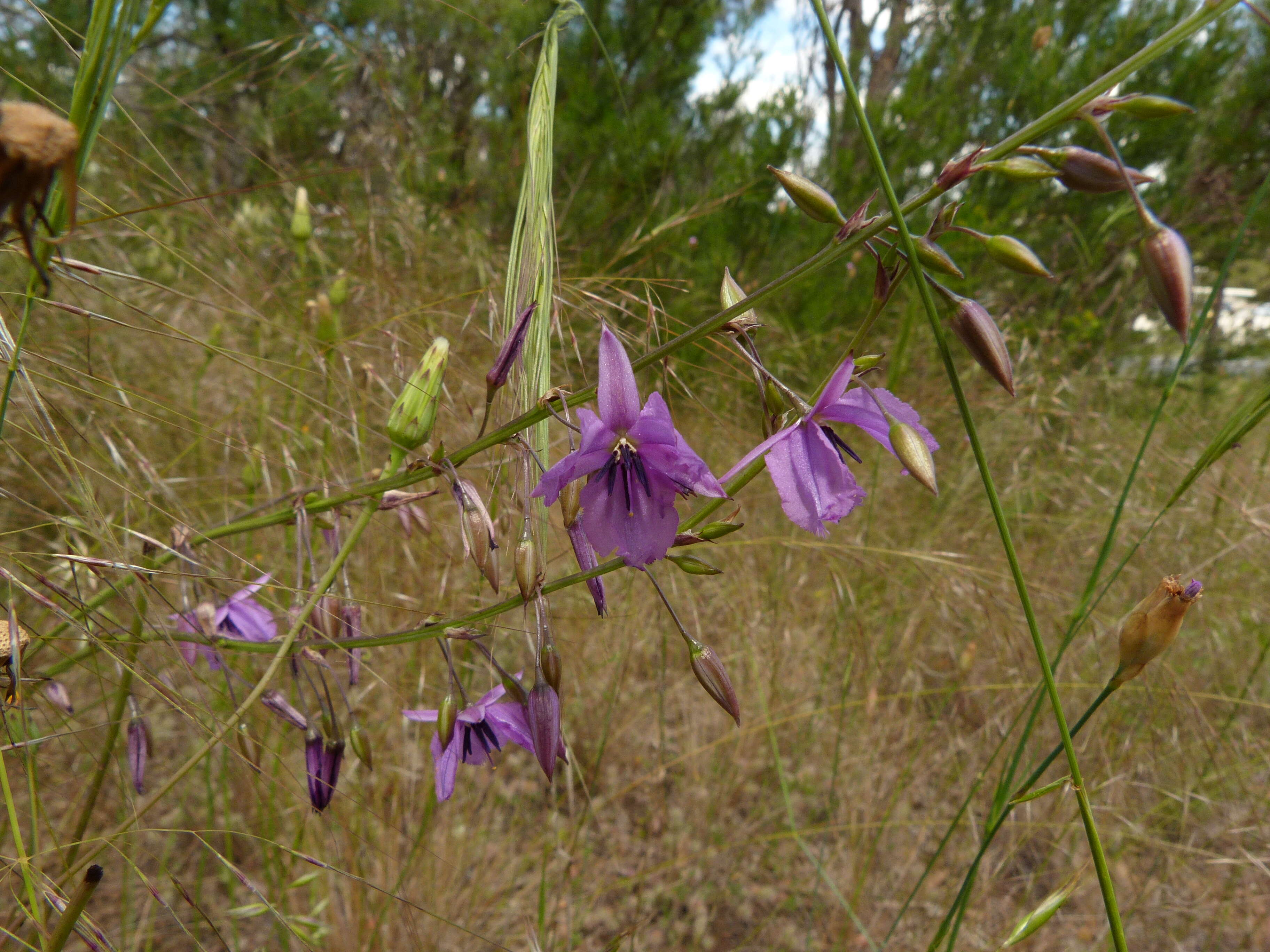 Image of Dichopogon