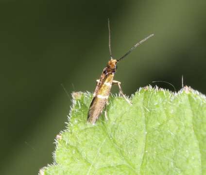 Image of Micropterix