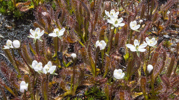 Image of Drosera arcturi Hook.