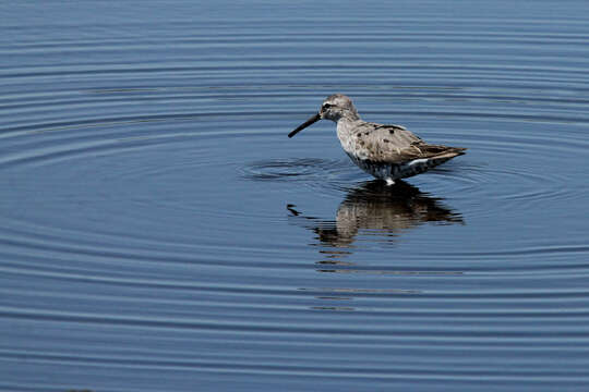 Image of Calidris Merrem 1804