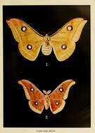 Image of Tasar Silkmoth