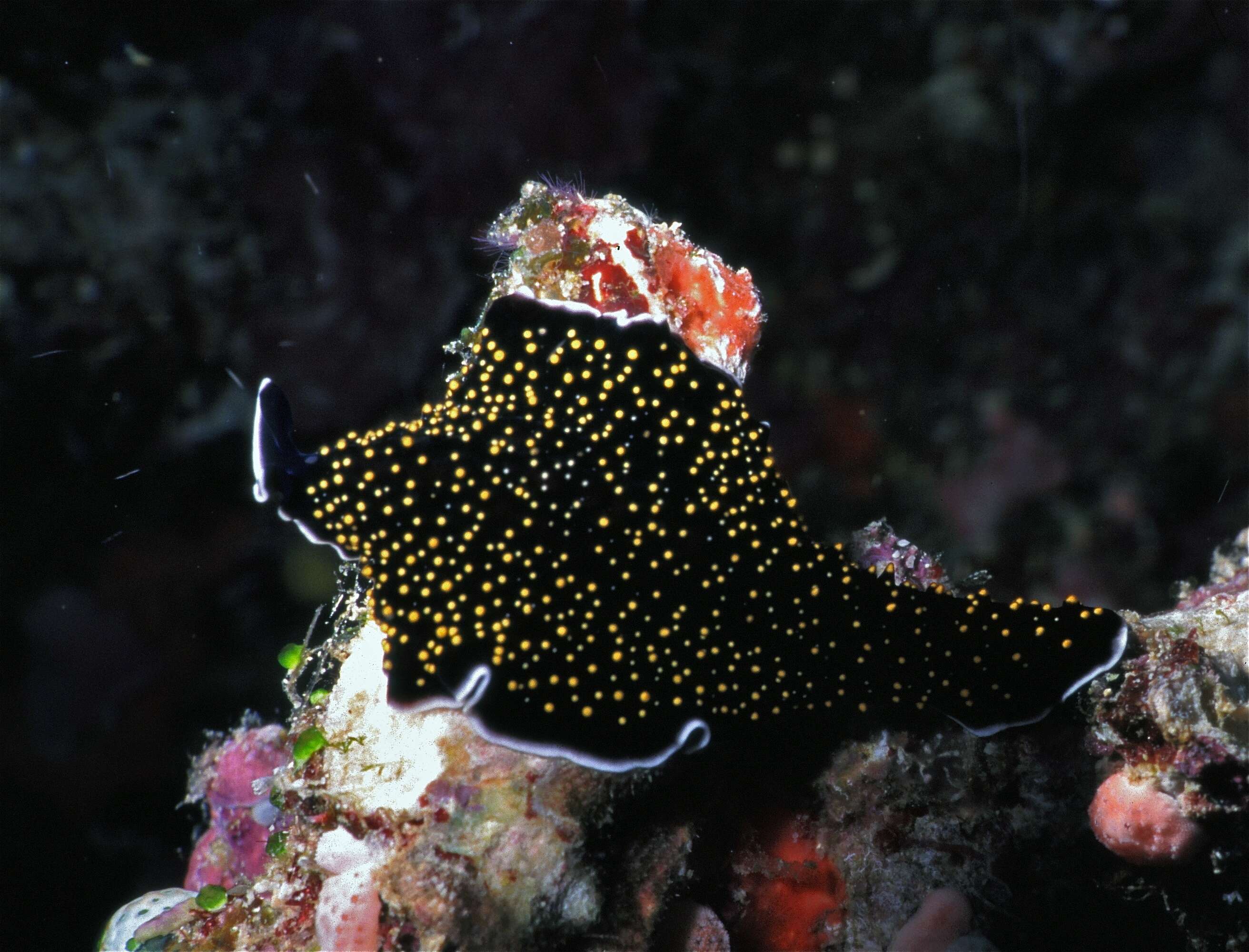 Image of Yellow papillae flatworm