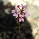 Image of Stylidium lineare Sw. ex Willd.