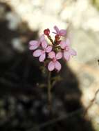 Image of Stylidium lineare Sw. ex Willd.